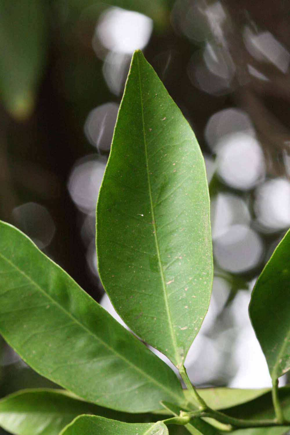              Unifoliolate leaf (Riverside, CA)       